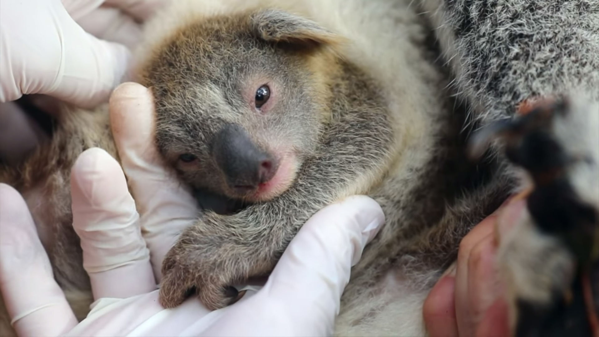 Koala